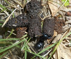 Geotrupidae