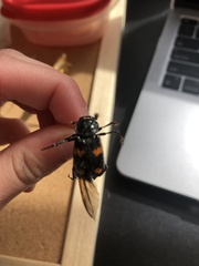 Nicrophorus orbicollis