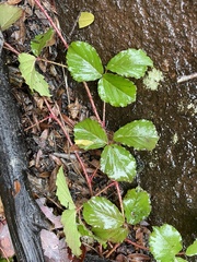 Rubus hispidus