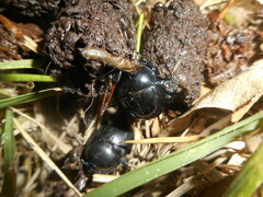 Geotrupidae