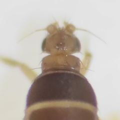 Puliciphora