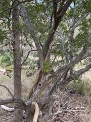 Campsis