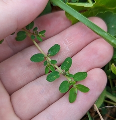 Euphorbia blodgettii