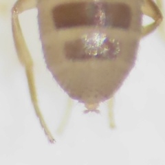 Puliciphora