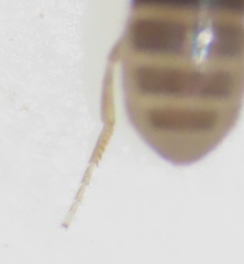 Puliciphora