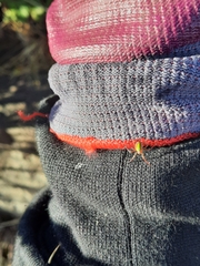 Novaranea queribunda