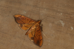 Anarmodia repandalis
