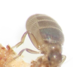 Puliciphora