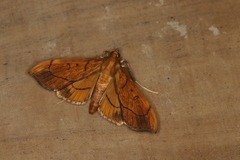 Anarmodia repandalis