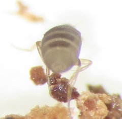 Puliciphora