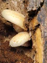 Hemipholiota populnea