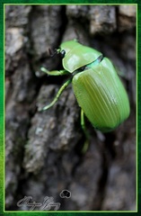 Chrysina psittacina