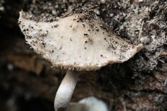 Coprinopsis melanthina
