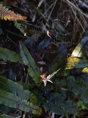 Novaranea queribunda