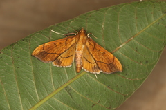 Anarmodia repandalis