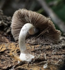 Coprinopsis melanthina