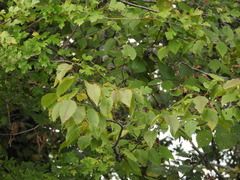 Carpinus
