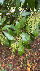 Pieris japonica