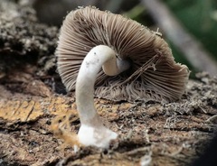Coprinopsis melanthina