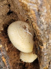 Hemipholiota populnea