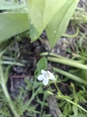 Lindernia anagallidea