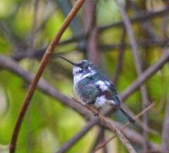 Microstilbon burmeisteri