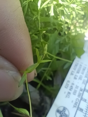 Lindernia anagallidea