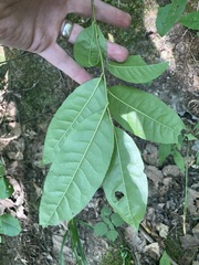 Oxydendrum arboreum