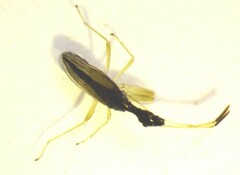 Myodocha serripes