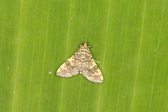 Apogeshna stenialis