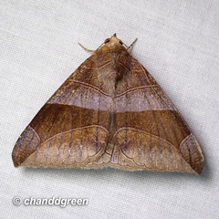 Bastilla maturata