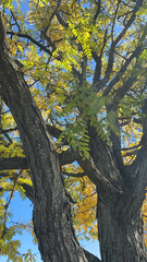 Gleditsia triacanthos