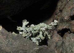 Parmelioideae