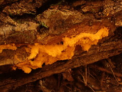 Metatrichia vesparium