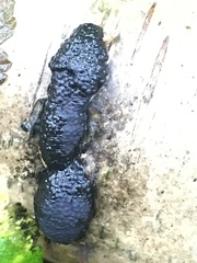 Jackrogersella multiformis