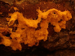 Metatrichia vesparium