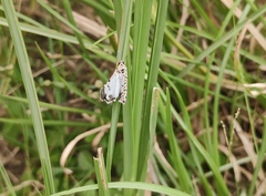 Utetheisa pulchelloides