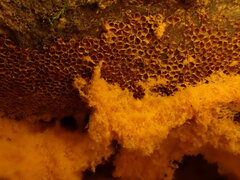 Metatrichia vesparium