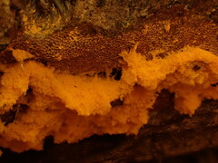 Metatrichia vesparium