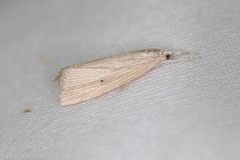 Eoreuma densellus