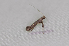 Caloptilia triadicae