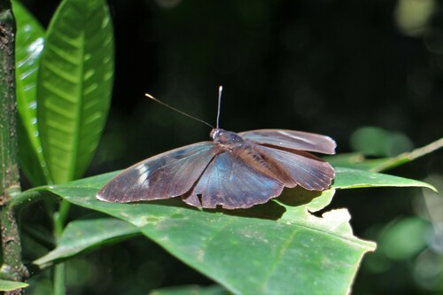 Euphaedra rex