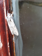 Lithophane ornitopus