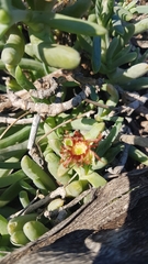 Malephora crocea