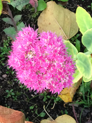 Hylotelephium spectabile