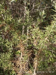 Ulex parviflorus