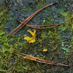 Calocera furcata