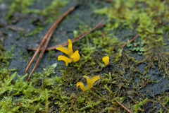 Calocera furcata