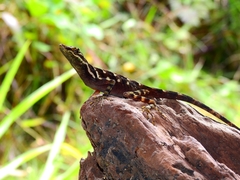 Anolis anoriensis