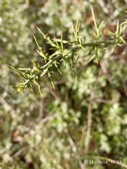 Ulex parviflorus